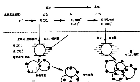 圖2  三氯化鋁絮凝過(guò)程示意圖